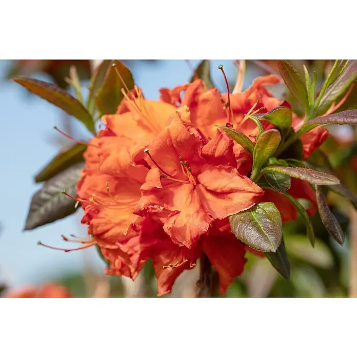 Rhododendron - Rhododendron luteum 'Fireball', Blütenfarbe: Orangerot - Nahaufnahme leuchtend orangefarbener Blüten mit grünen Blättern an einer Pflanze.