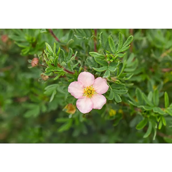 Fingerstrauch - Potentilla 'Pink Queen', Topfgröße: 9 cm, Pink, 12 Stk. - Rosa fünfblättrige Blüte mit gelber Mitte, inmitten grüner Blätter blühend.
