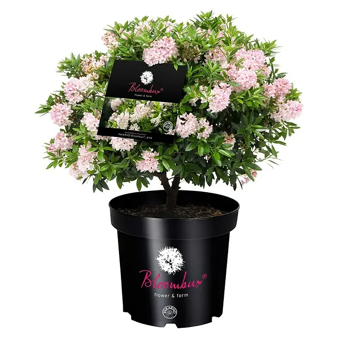 Rhododendron Bloombux® - Bloombux®, Blütenfarbe: Hellrosa - Rosablühende Bloombux-Pflanze im schwarzen Topf mit Markenetikett.