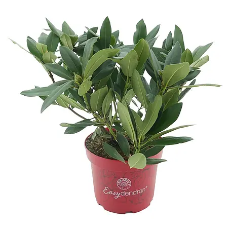 Rhododendron