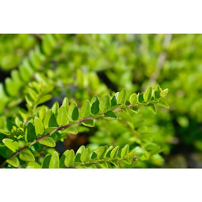 Heckenmyrthe - Lonicera nitida 'Maigrn', Topfgre: 9 cm, 12 Stk. online  kaufen bei BAUHAUS