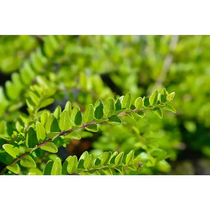 Heckenmyrthe - Lonicera nitida 'Maigrün', Topfgröße: 9 cm, 12 Stk. - Nahaufnahme von leuchtend grünen, glänzenden Blättern an einem rötlich-violetten Stiel.