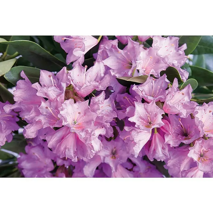 Rhododendron - Rhododendron Easydendron 'Dufthecke', Topfvolumen: 5 l, Blütenfarbe: Violett - Nahaufnahme eines Büschels lebendiger lila Rhododendronblüten mit grünen Blättern.