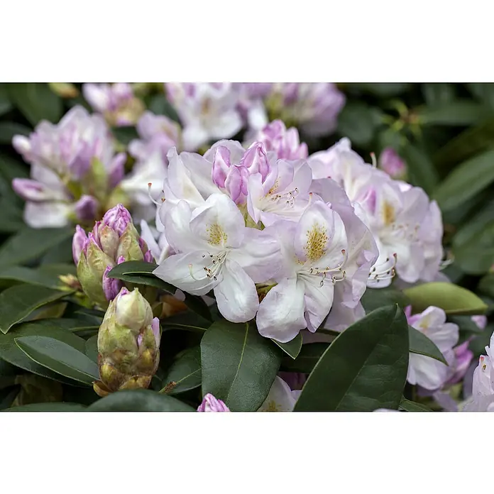 Rhododendron - Rhododendron Easydendron 'Gomer Waterer', Blütenfarbe: Rosa - Hellrosa und weiße Rhododendronblüten mit grünen Blättern und Knospen.