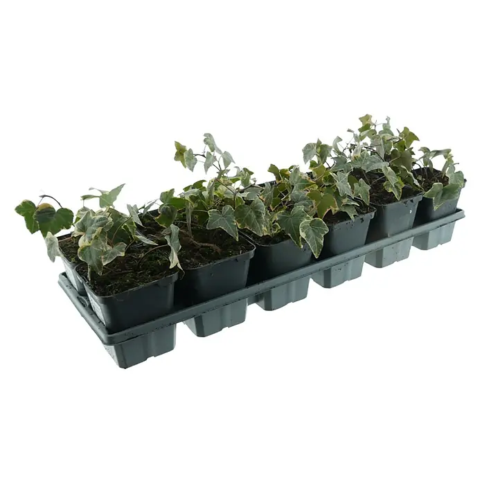 Efeu - Hedera helix gelbbunt, Topfgröße: 9 cm, 12 Stk. - Tablett mit mehreren dunkel getopften, panaschierten Efeupflanzen.