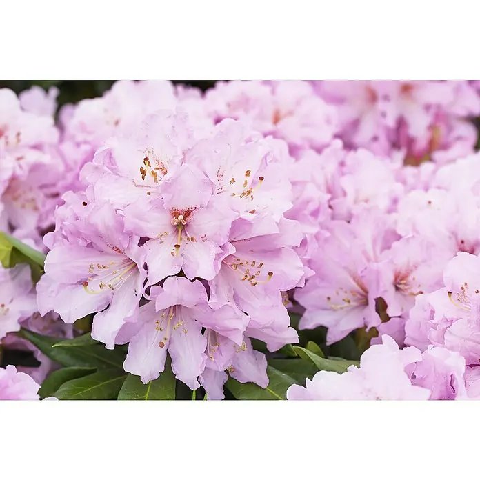Rhododendron - Rhododendron Easydendron 'Dufthecke', Topfvolumen: 5 l, Blütenfarbe: Rosa - Eine leuchtende Ansammlung hellrosa Rhododendronblüten in voller Blüte.