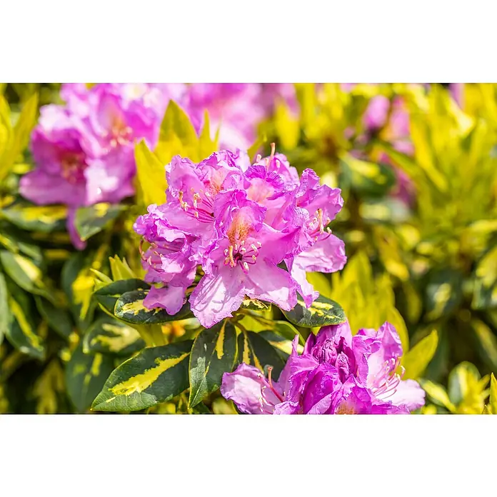 Rhododendron - Rhododendron x Hybrid 'Goldflimmer', Topfvolumen: 5 l, Blütenfarbe: Violett - Leuchtend rosa Rhododendronblüten mit grün-gelb panaschierten Blättern.