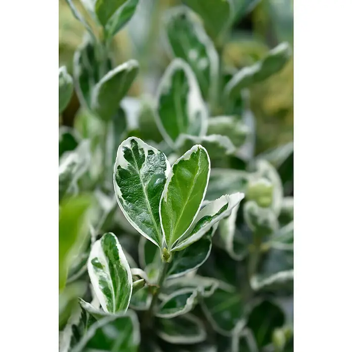 Spindelstrauch - Euonymus japonicus 'Kathy', Grün/Weiß, 12 Stk. - Panaschierte Pflanze mit tiefgrünen Blättern, die knackig weiß umrandet sind.