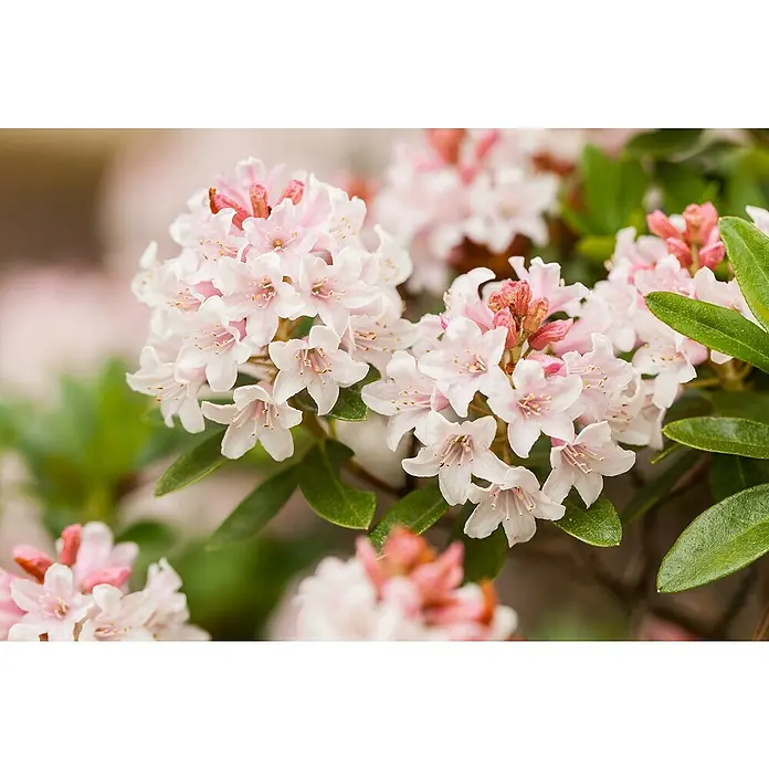 Rhododendron Bloombux® - Bloombux®, Blütenfarbe: Hellrosa - Gruppe hellrosa Blüten mit roten Knospen und grünen Blättern.