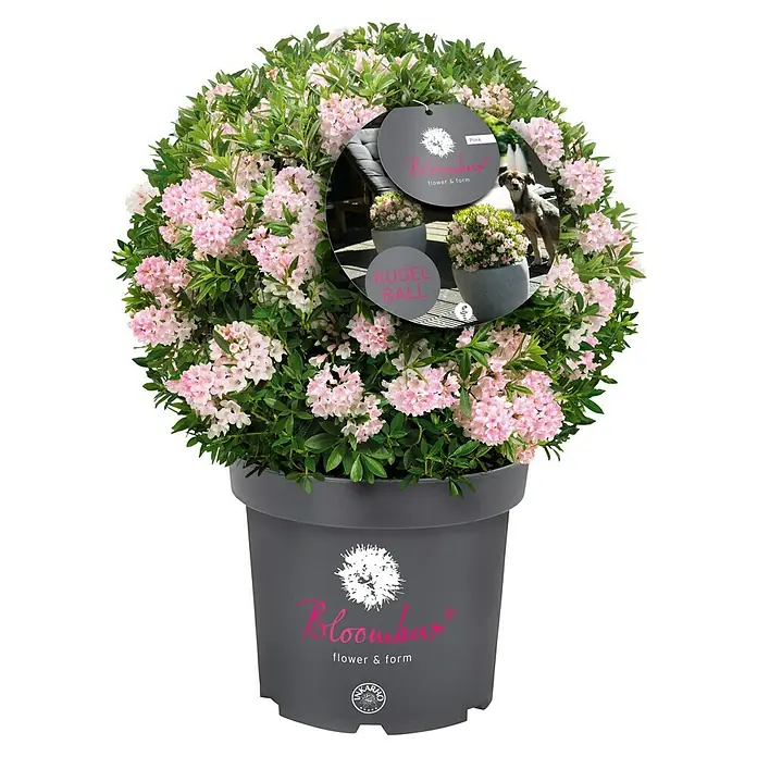 Rhododendron Bloombux® - Rhododendron micranthum 'Bloombux'® Kugel, Topfvolumen: 5 l, Blütenfarbe: Hellrosa - Getopfte Bloombux-Pflanze mit rosa Blüten und grünen Blättern in einem dunkelgrauen Topf, mit rundem Produktetikett mit Markennamen und 'Kugel Ball'.