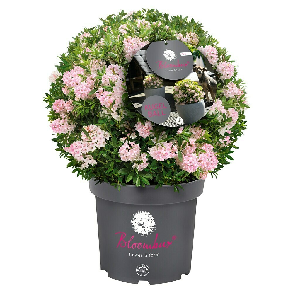 Rhododendron Bloombux - Rhododendron micranthum 'Bloombux' Kugel,  Topfvolumen: 5 l, Bltenfarbe: Hellrosa online kaufen bei BAUHAUS