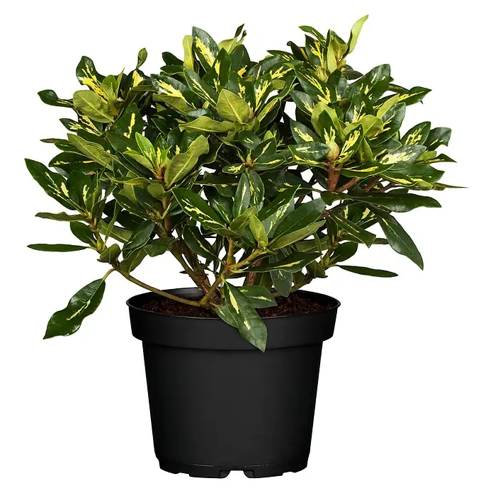 Rhododendron - Rhododendron x Hybrid 'Goldflimmer', Topfvolumen: 5 l, Blütenfarbe: Violett - Topfpflanze mit grün-gelb panaschierten Blättern in einem schwarzen Topf.