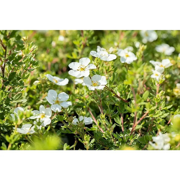 Fingerstrauch - Potentilla 'Abbotswood', Topfgröße: 9 cm, Weiß, 12 Stk. - Weiße Blüten mit gelben Zentren blühen zwischen üppig grünen Blättern, Teil eines dichten Gartenstrauchs.