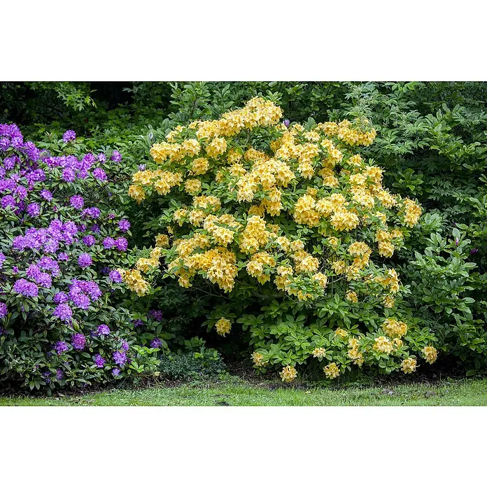 Rhododendron Azalee - Rhododendron luteum 'Goldpracht', Topfvolumen: 5 l, Blütenfarbe: Gelb - Zwei große blühende Büsche mit leuchtend violetten und hellgelben Blüten im Garten.