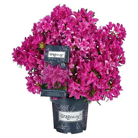 Rhododendron
