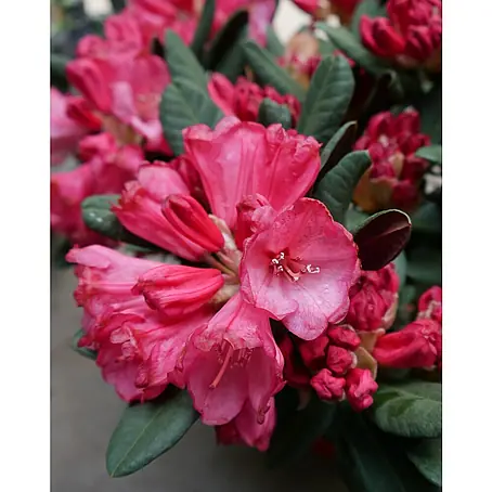 Rhododendron