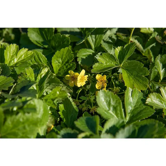 Dreiblättrige Waldsteinie - Waldsteinia ternata, Topfgröße: 9 cm, Gelb, 12 Stk. - Leuchtend gelbe, fünfblättrige Blüten eingebettet in leuchtend grüne, gezackte Blätter.