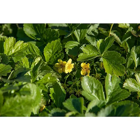 Dreiblättrige Waldsteinie