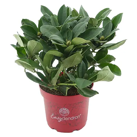 Rhododendron