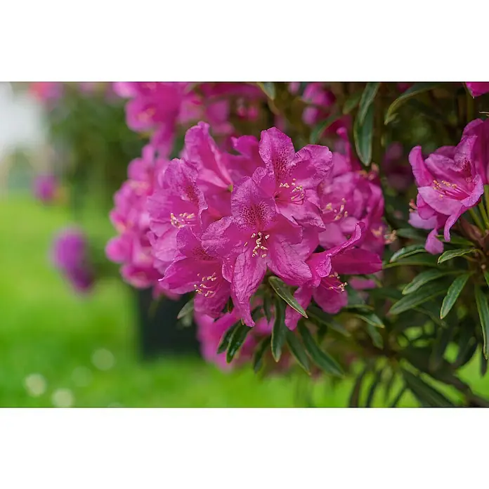 Rhododendron - Rhododendron Grazeasy®, Topfvolumen: 5 l, Blütenfarbe: Violett - Nahaufnahme leuchtend pinker Rhododendronblüten an einem Busch.