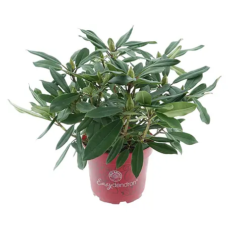 Rhododendron