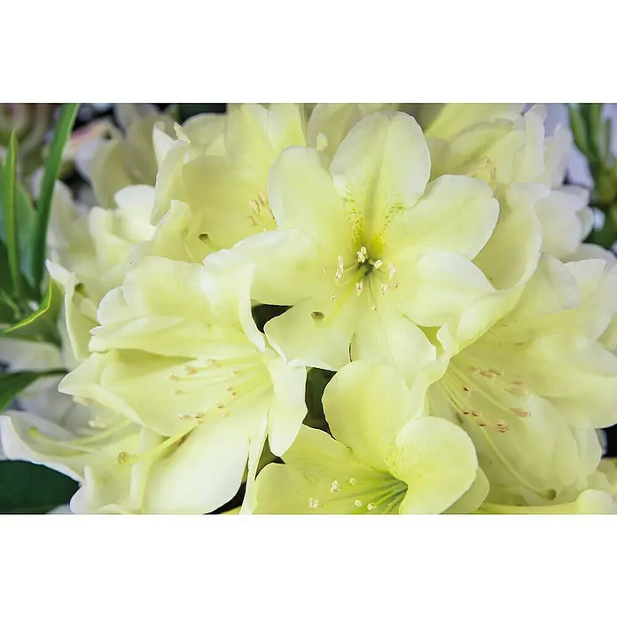 Rhododendron - Rhododendron Easydendron 'Dufthecke', Topfvolumen: 5 l, Blütenfarbe: Gelb - Nahaufnahme blassgelber Rhododendronblüten mit sichtbaren Staubgefäßen und Stempeln.