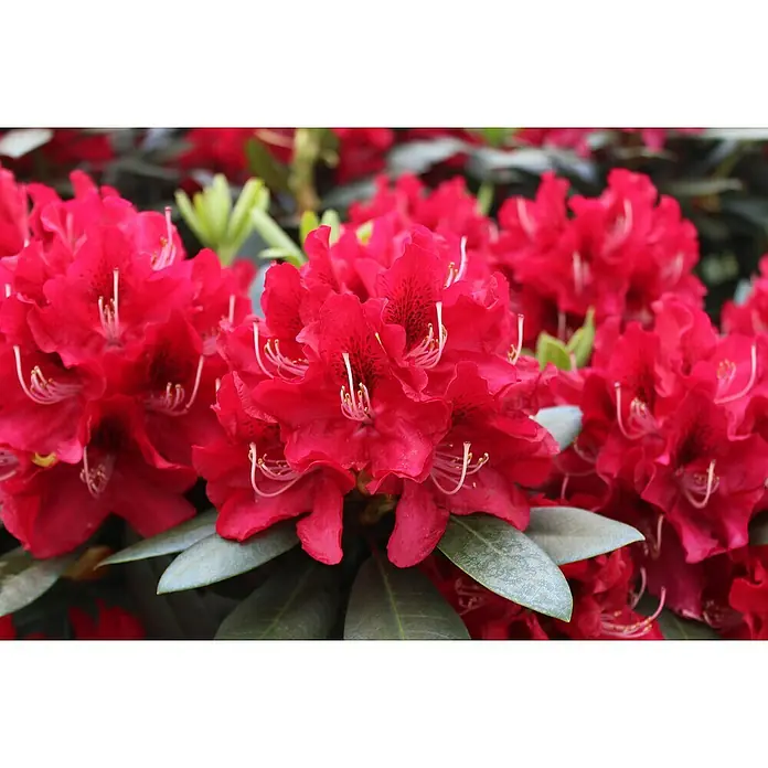 Rhododendron - Rhododendron 'Karl Naue', Topfvolumen: 5 l, Blütenfarbe: Rosarot - Leuchtend rote Rhododendronblüten in voller Blüte mit prominenten Staubgefäßen und dunkelgrünen Blättern.