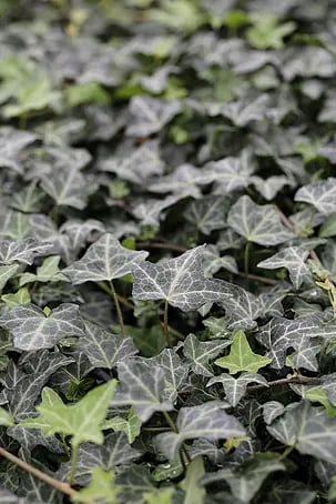hedera sorten Hecke am laufenden Meter® BALKON - Hedera helix main image 0