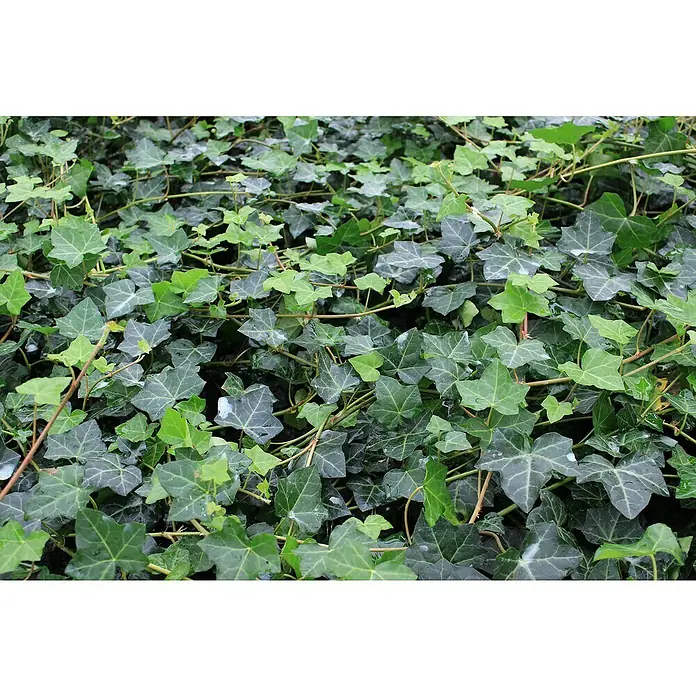 Efeu - Hedera helix, Topfgröße: 9 cm, 12 Stk. - Naheinstellung von leuchtend grünen Efeublättern, nass mit Tropfen, die einen dichten Bodendecker bilden.