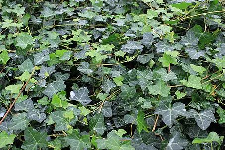Efeu - Hedera helix, Topfgre: 9 cm, 12 Stk. online kaufen bei BAUHAUS