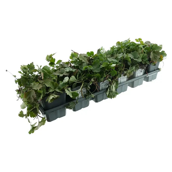 Dreiblättrige Waldsteinie - Waldsteinia ternata, Topfgröße: 9 cm, Gelb, 12 Stk. - Grauer Kunststoffkasten mit mehreren kleinen grünen Pflanzen in schwarzen Töpfen.