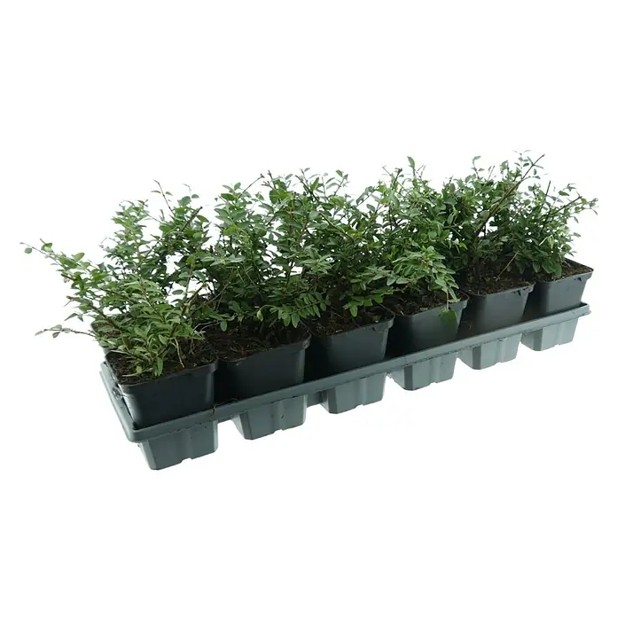 Heckenmyrthe - Lonicera nitida 'Maigrün', Topfgröße: 9 cm, 12 Stk. - Kleine grüne Pflanzen in schwarzen Plastiktöpfen, präsentiert in einer grauen Anzuchtschale.