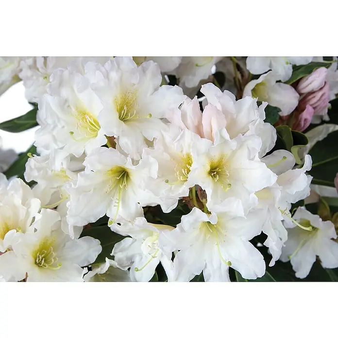 Rhododendron - Rhododendron 'Dufthecke', Blütenfarbe: Weiß - Nahaufnahme von weißen Rhododendronblüten mit gelb-grünen Sprenkeln und auffälligen Staubblättern.