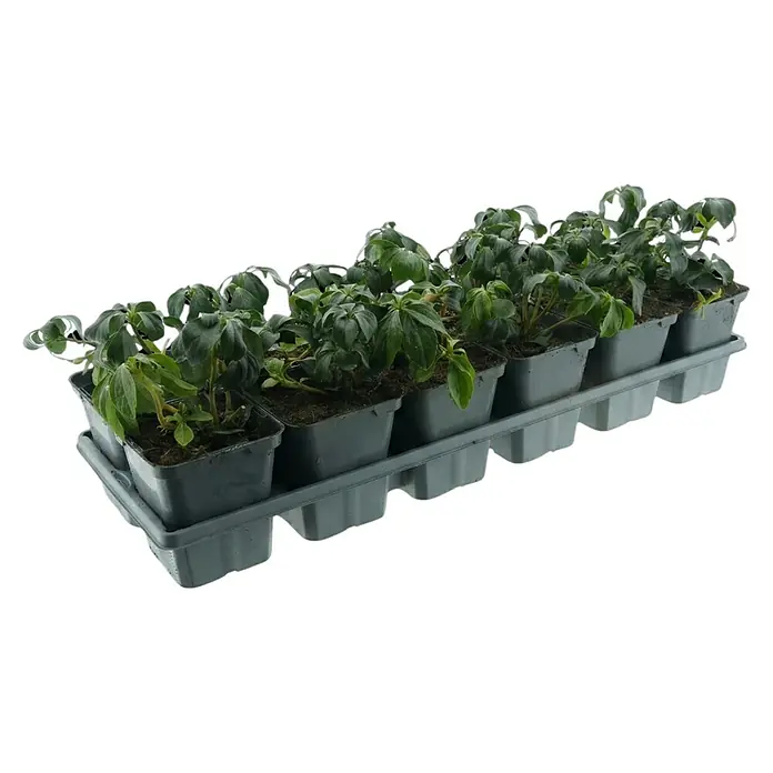 Dickmännchen - Pachysandra terminalis, Topfgröße: 9 cm, 12 Stk. - Mehrere grüne Pflanzensetzlinge in dunkelgrauen quadratischen Töpfen, angeordnet in einer passenden Anzuchtschale.