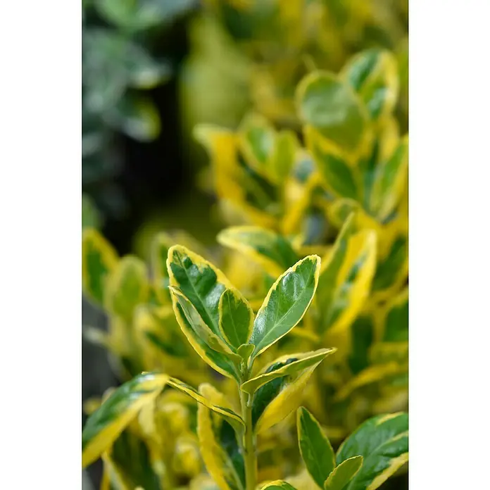 Spindelstrauch - Euonymus japonicus 'Marieke', Grün/Gelb, 12 Stk. - Nahaufnahme von leuchtend grün-gelb panaschierten Blättern einer Zierpflanze.