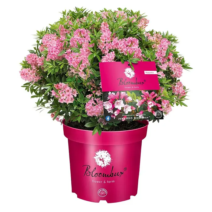 Rhododendron - Bloombux®, Blütenfarbe: Pink - Topfpflanze Bloombux mit leuchtend rosa Blüten und passendem rosa Topf, mit Produktetikett.