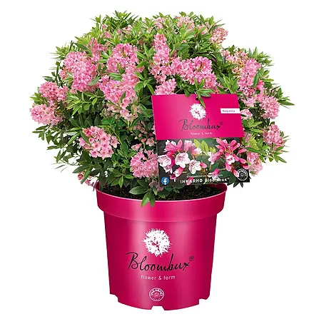 Rhododendron