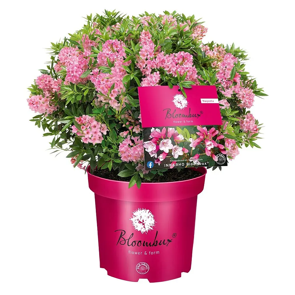 Rhododendron - Bloombux, Bltenfarbe: Pink online kaufen bei BAUHAUS