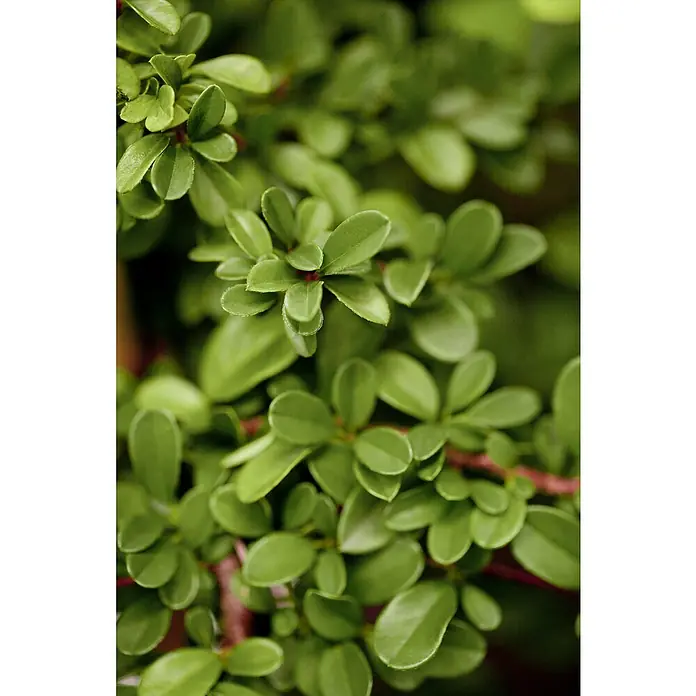 Kriechmispel - Cotoneaster dammeri 'Frieders Evergreen', Topfgröße: 9 cm, 12 Stk. - Dichter Cluster kleiner, glänzender grüner Blätter an rötlichen Stielen.