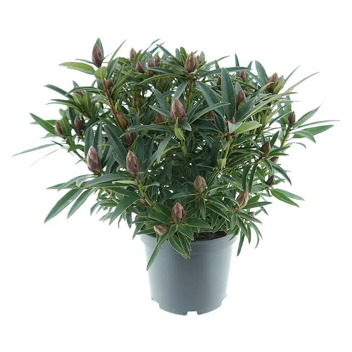 Rhododendron - Rhododendron pontica 'Graziella', Topfvolumen: 5 l, Blütenfarbe: Violett - Eine Topfpflanze mit dunkelgrünen Blättern und zahlreichen braunen Blütenknospen in einem grauen Topf.