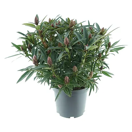 Rhododendron