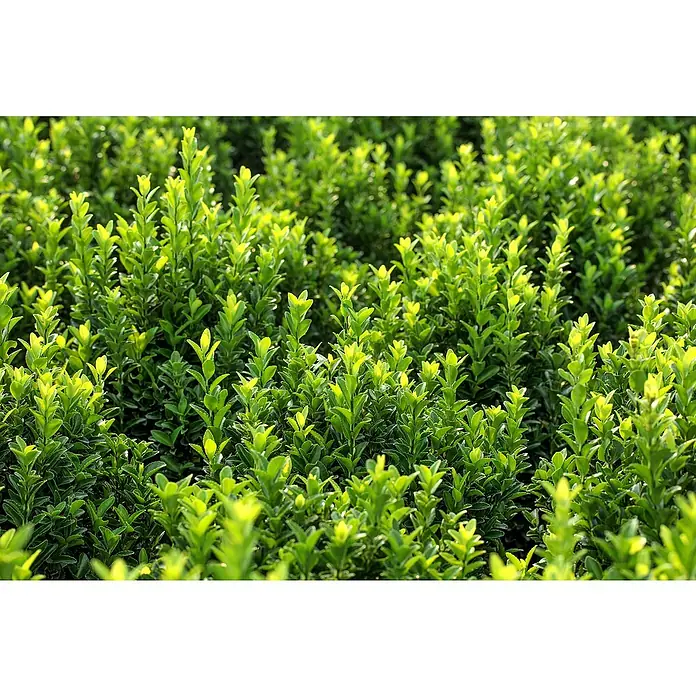 Spindelstrauch - Euonymus japonicus 'Green Spire', Grün, 12 Stk. - Dichte, leuchtend grüne Blattpflanzen, von Sonnenlicht beleuchtet.