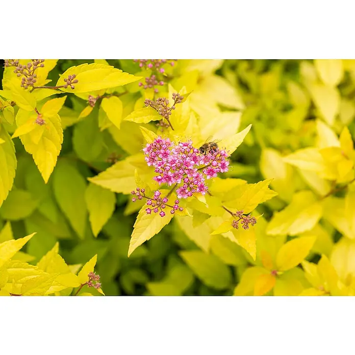 Zwergspiere - Spiraea japonica 'Golden Princess', Topfgröße: 9 cm, 12 Stk. - Eine Biene sammelt Pollen von leuchtend rosa Blüten, umgeben von hellgelb-grünen Blättern.
