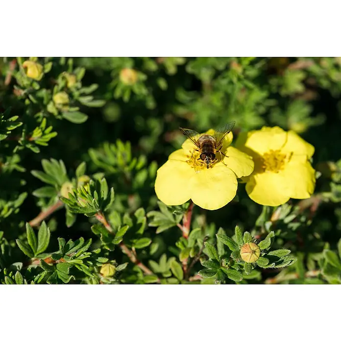 Fingerstrauch - Potentilla 'Kobold', Topfgröße: 9 cm, Gelb, 12 Stk. - Schwebfliege mit transparenten Flügeln und gestreiftem Körper auf einer leuchtend gelben Blume inmitten grünen Laubs.