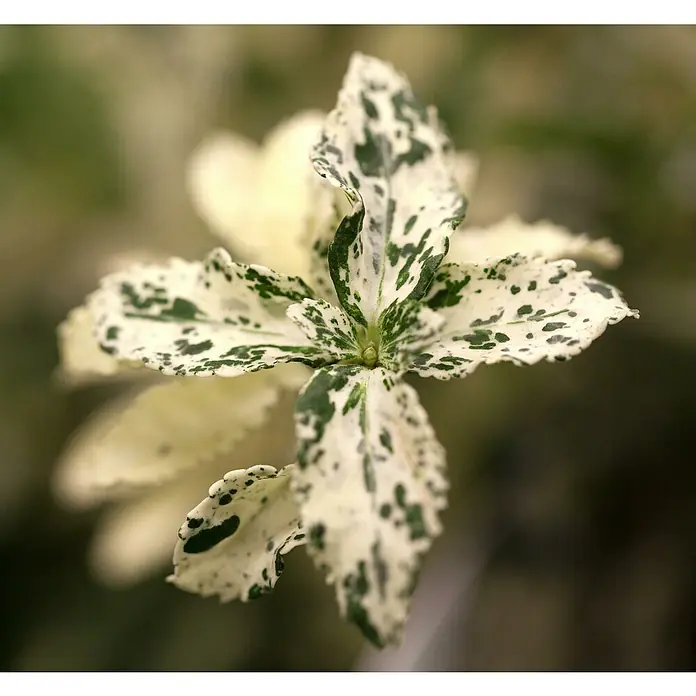 Spindelstrauch - Euonymus fortunei 'Harlequin', Grün/Weiß, 12 Stk. - Gefleckte Pflanze mit grün-weiß gesprenkelten Blättern.