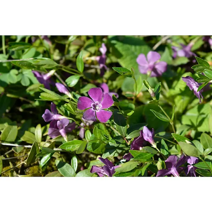 Kleinblättriges Immergrün - Vinca minor 'Atropurpurea', Topfgröße: 9 cm, Violett, 12 Stk. - Nahaufnahme leuchtend violetter Vinca-Blüten mit grünen Blättern in natürlicher Umgebung.
