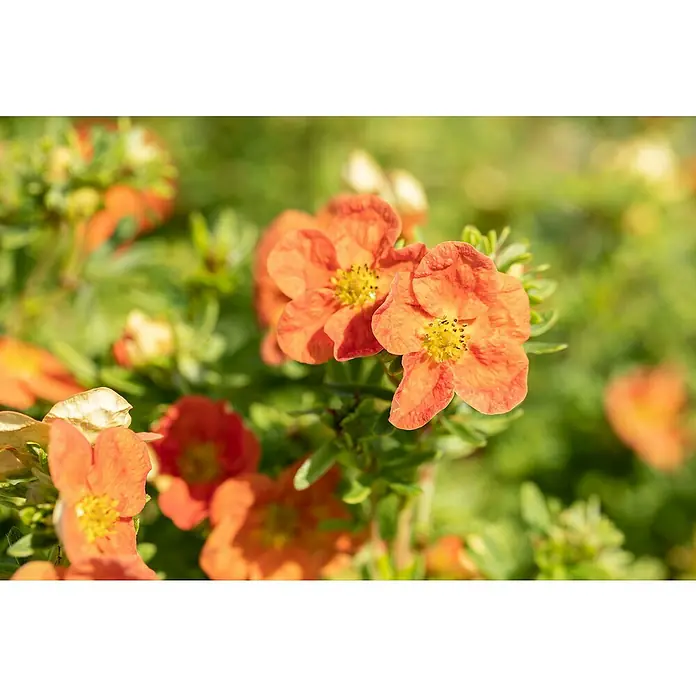 Fingerstrauch - Potentilla 'Red Ace', Topfgröße: 9 cm, Rot, 12 Stk. - Leuchtend orangefarbene Blüten mit auffälligen gelben Zentren.