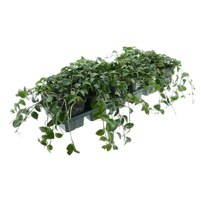 Kleinblättriges Immergrün - Vinca minor 'Alba', Topfgröße: 9 cm, Weiß, 12 Stk. - Kleine, grüne Hängepflanzen in schwarzen Töpfen, angeordnet in einer dunklen Plastikschale.