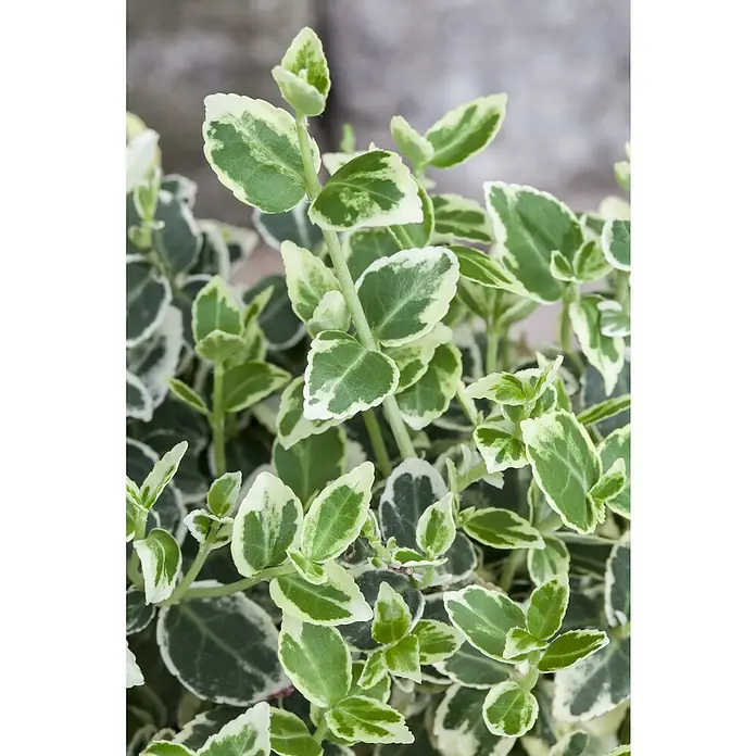 Spindelstrauch - Euonymus fortunei 'Emerald Gaiety', Grün/Weiß, 12 Stk. - Nahaufnahme einer panaschierten Pflanze mit kleinen, grün-weißen, ovalen Blättern.
