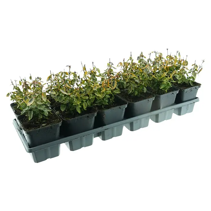 Spindelstrauch - Euonymus fortunei 'Emerald'n Gold', Grün/Gelb, 12 Stk. - Kleine panaschierte Pflanzen in schwarzen eckigen Töpfen, angeordnet in einer grauen Kunststoff-Mehroft-Trageschale.